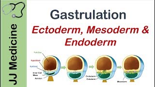 Gastrulation  Formation of Germ Layers  Ectoderm Mesoderm and Endoderm [upl. by Uball]