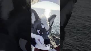 Fursuit Walk Lausanne 🇨🇭 fursuit switzerland furry [upl. by Vardon473]