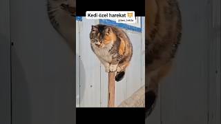 KOMİK MONTAJ  KEDİ ÖZEL HAREKAT 🐱 FUNNY EDIT  CAT SPECIAL FORCES 🐱 [upl. by Adaline]