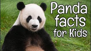 Panda Facts for Kids  Classroom Learning Video [upl. by Freya]