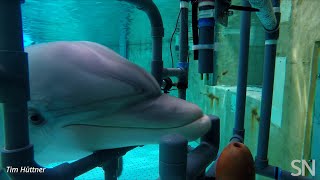 Testing a bottlenosed dolphin’s electroreception  Science News [upl. by Nutter946]