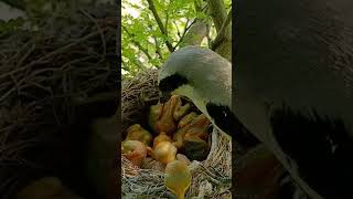 LongTailed Shrike Babies Discover the World shortsvideo viralshort [upl. by Even]