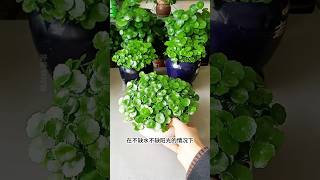 How to growing flowers plants so beautiful garden shorts shortvideo diy flowers beautiful [upl. by Ogdan]