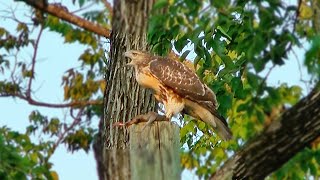 Powerful Hawk Captures Squirrel and Calls to Its Mate [upl. by Izak]