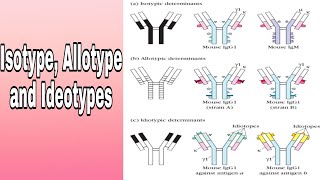 Antibody variation Isotype Allotype and Ideotypes [upl. by Nash]