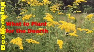 Beekeeping Summer Dearth What to Plant for Bees [upl. by Blondell]