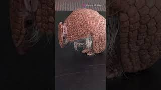 5 Bizarre Facts About Armadillos Natures Armored Oddities [upl. by Ferdinand]