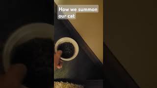 Summoning my overweight cat cat cute funny [upl. by Dagny]