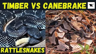 Canebrake Rattlesnake vs Timber Rattlesnake  Fangs in Your Face Feeding Strikes [upl. by Santoro]