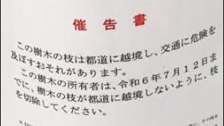 八王子駅ってどんな場所？東京の西側は田舎とよく言われるがそんなことはない【八王子ゴミ屋敷、Vlog】 [upl. by Anaahs]