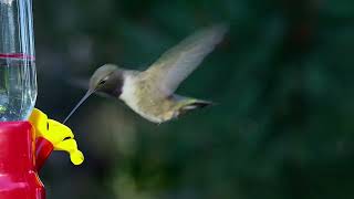 Black Chinned Hummingbird [upl. by Nivat681]