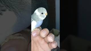 Budgie sounds amazing morning in our colonies 😍 [upl. by Peskoff415]