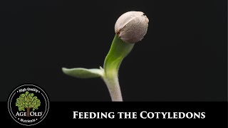 How to the Feed Cotyledons [upl. by Golding200]