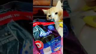 Best food for cats Drools bestcatfoodcatlover shorts  protein3014�t25Fibrecatlover [upl. by Garnette]