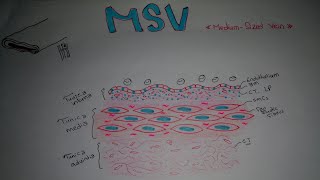 Histology of MediumSized Vein MSV [upl. by Teena]