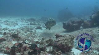 Shark feeding By Nut Aquarium หาดใหญ่ [upl. by Slaby]