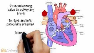 Anatomy of the Heart v20 [upl. by Flo]