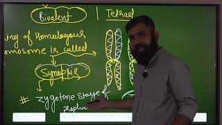 BIVALENT and TETRAD bivalent tetrad chromosome CELL CYCLE AND CELL DIVISION MEIOSIS foundation [upl. by Shuping431]