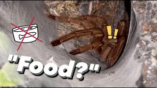 Feeding leftover ‘Fish Food’ to my Tarantulas [upl. by Alphard971]