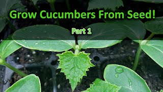 How To Grow Cucumbers Part 1  Seeding [upl. by Arita]