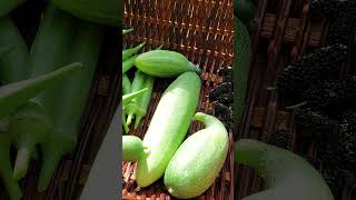 Harvesting Cucumbers Cucumis sativus  Pipino plants vines fruit garden [upl. by Babara606]