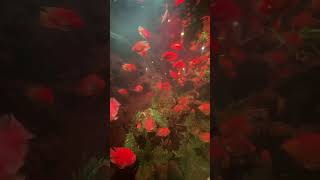 Goldfishes aquarium shorts goldfish fish [upl. by Elrod570]