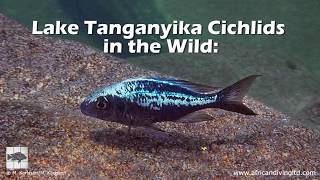 Lake Tanganyika Cichlids in the Wild People and places [upl. by Cirded]