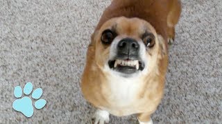 101 Funniest Chihuahua Videos  Try Not To Laugh Challenge 2018 [upl. by Shoemaker]