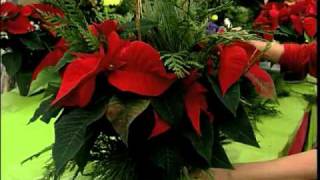 How to Dress up your Poinsettia [upl. by Mit160]