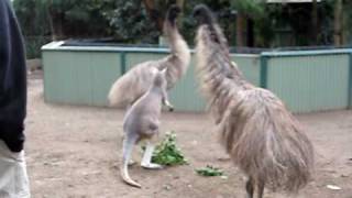 Kangaroo vs Emu FIGHT [upl. by Trimmer670]