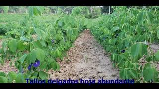 Clitoria ternatea quotLa reina de las leguminosas tropicales [upl. by Ebony109]