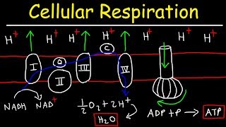 Cellular Respiration [upl. by Heisser182]