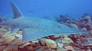 Giant Guitar shark Rhynchobatus djiddensis Nosy Tanikely National Park Madagascar 082024 [upl. by Alemaj]