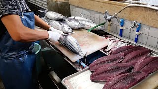 Japanese Food  The BEST BONITO SASHIMI in Kochi Tanaka Fish Store Tosa Kure seafood Japan [upl. by Ensign]