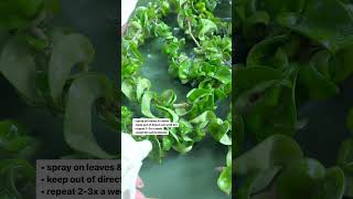 Have you had success using rubbing alcohol to treat pests 👇🏻 plants houseplant plantcaregg [upl. by Siddra]