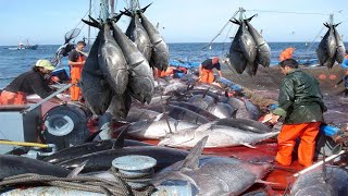 Unbelievable Millions of Tuna Caught in Hours with Simple Pole and Line [upl. by Nelra]