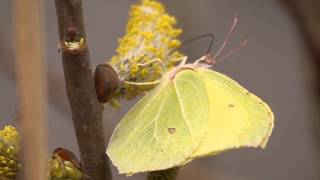 Citroentje Gonepteryx rhamni Brimstone Papillon citron Zitronenfalter [upl. by Anyel]