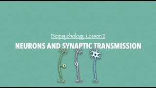 ALevel Psychology AQA Neurons and Synaptic Transmission [upl. by Lauryn]