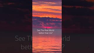 DO Our Devices See The WORLD BETTER 4k travel [upl. by Nosned]