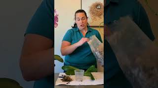 How to Repot Orchids and Clean Up Their Roots [upl. by Juan]