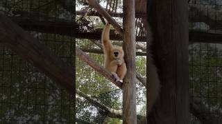 Kasem our whitehanded gibbon enjoying wildlife🥥🌴 [upl. by Yrrum]