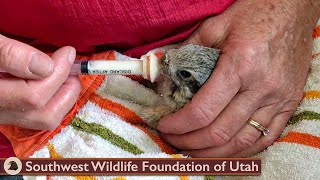 Caring for Young Cottontails [upl. by Deery]