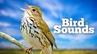 Listen to the Ovenbirds Echoing Song  Relaxing Nature and Bird Sounds [upl. by Aiki321]