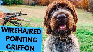 Wirehaired Pointing Griffon  TOP 10 Interesting Facts [upl. by Anaic]