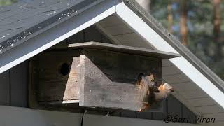 Oravan pennut putoaa pesäkolosta  Baby squirrels fall out of the nest hole  Finnish nature [upl. by Eillen815]