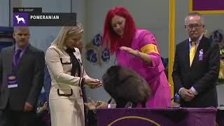 Pomeranians  Breed Judging 2019 [upl. by Alegnat]