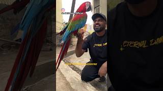 How Macaw loves you  Macaw outdoor time  ShaikhTanveer ExoticBirds ExoticBirds [upl. by Noirod]