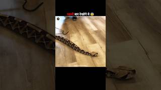 Naver touch a gaboon Viper😨shorts snake amazingfacts [upl. by Atalanti]