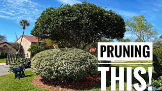 How to properly prune a ligustrum tree in Florida [upl. by Ilahsiav]