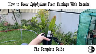 How to grow Epiphyllum from Cuttings with Results The Complete Guide [upl. by Stillas260]